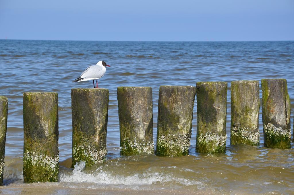 Seetelhotel Nautic Usedom Hotel & Spa Koserow Kültér fotó